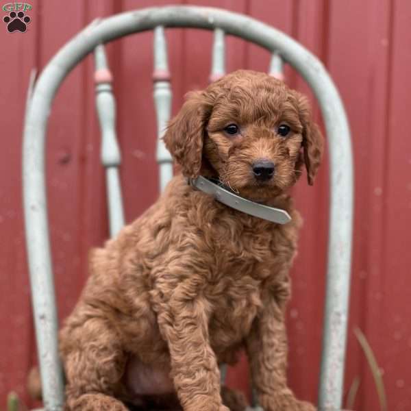 Dionne, Mini Goldendoodle Puppy